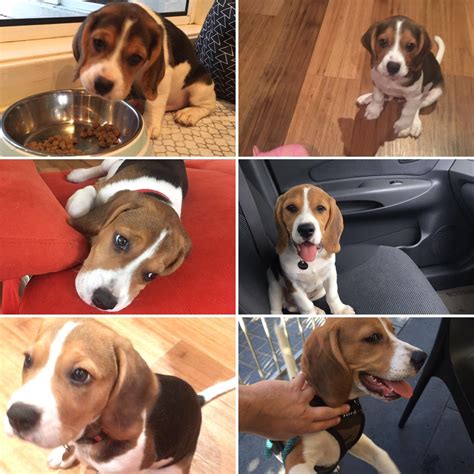 @winston_thebeagle